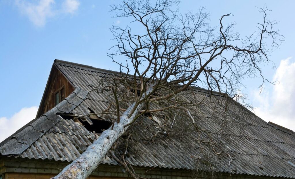 tree emergency Kitchener