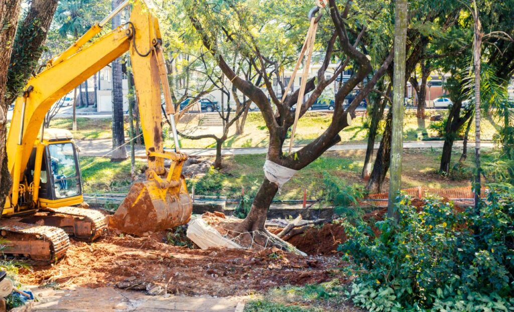 tree removal Kitchener