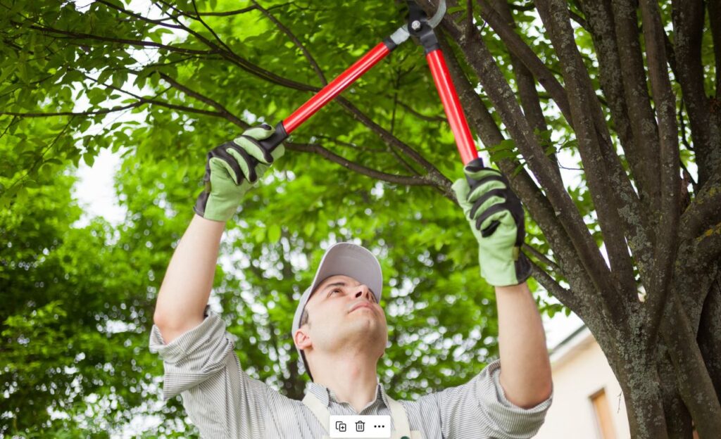 tree service Kitchener - tree trimming