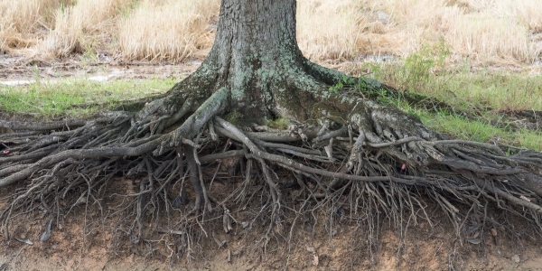 tree service kitchener tree root problems