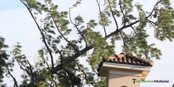 tree service kitchener