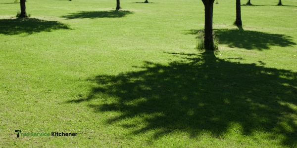 tree service kitchener shade trees planting