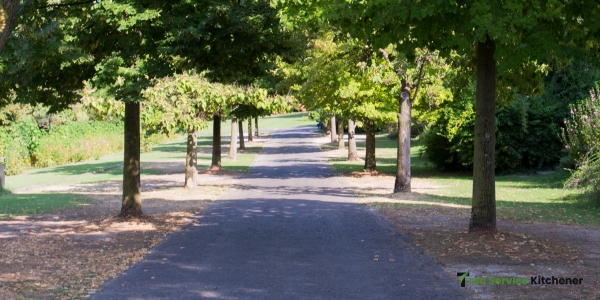 tree service kitchener tree care expert