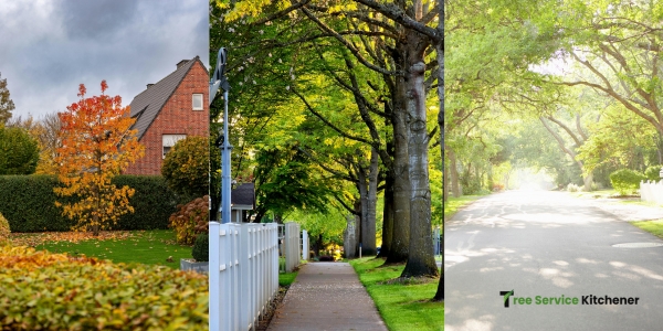 tree service kitchener tree care expert