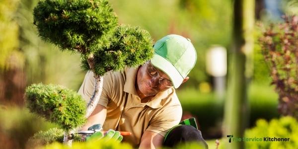 tree stress assessment kitchener arborist