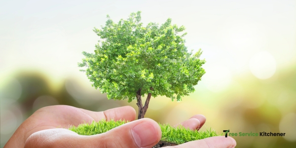 arborist kitchener tree service guide