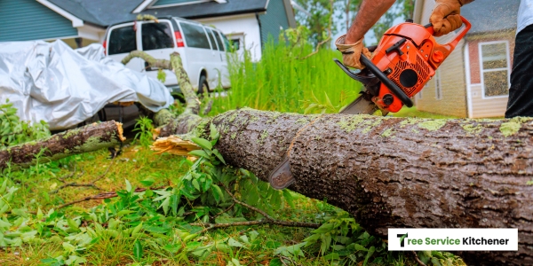 kitchener tree removal