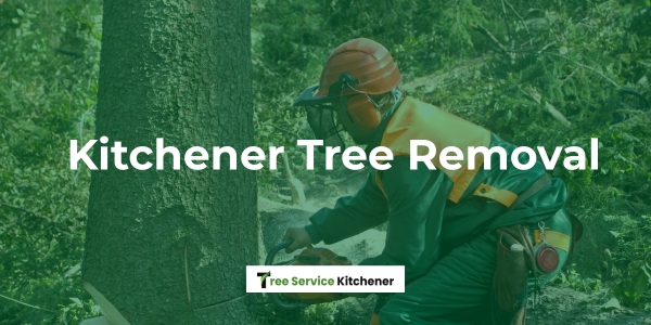 kitchener tree removal