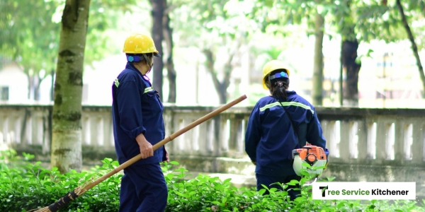 tree service kitchener tree maintenance