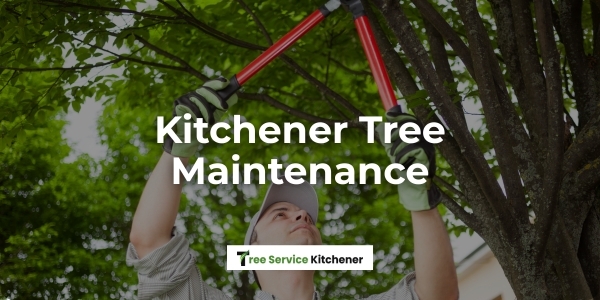 tree service kitchener tree maintenance