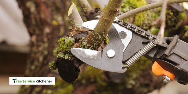 tree maintenance | tree service kitchener 