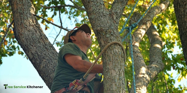 tree service kitchener tree maintenance