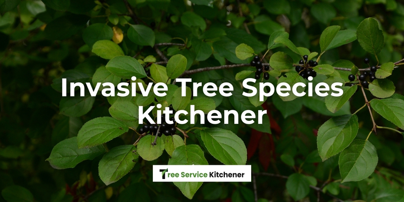 Invasive Tree Species Kitchener