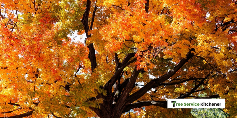 Invasive Tree Species for Sugar Maple Kitchener