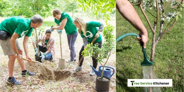 kitchener environmentalist voluenteers watering young trees | tree service kitchener guide
